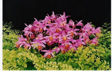 (P. bulbocodioides x P. confusa)